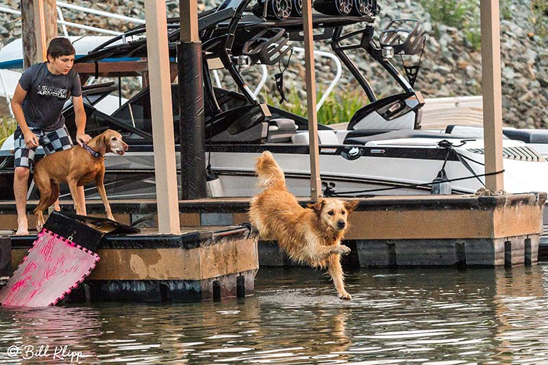 Dog, Discovery Bay, Photos by Bill Klipp
