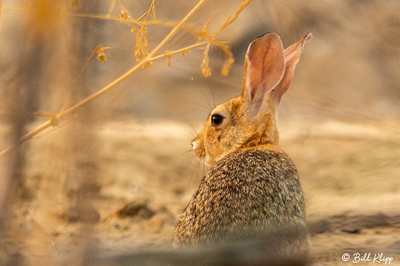 Rabbit, Discovery Bay, Photos by Bill Klipp
