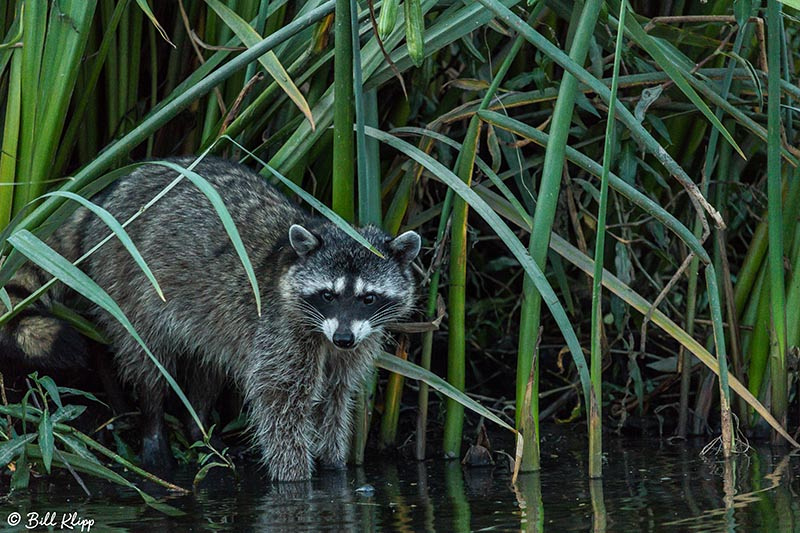 Raccoon, Discovery Bay Photos by Bill Klipp