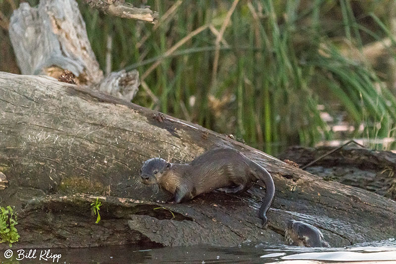 River Otter, Discovery Bay, Photos by Bill Klipp