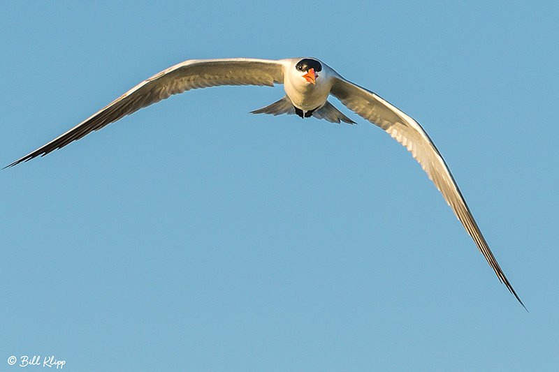 Caspian Tern, Discovery Bay, Photos by Bill Klipp