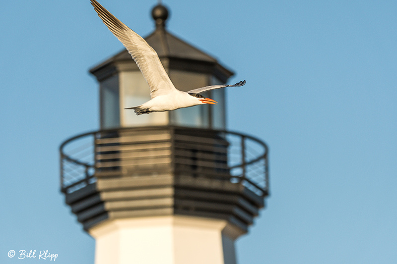 Caspian Tern, Discovery Bay, Photos by Bill Klipp