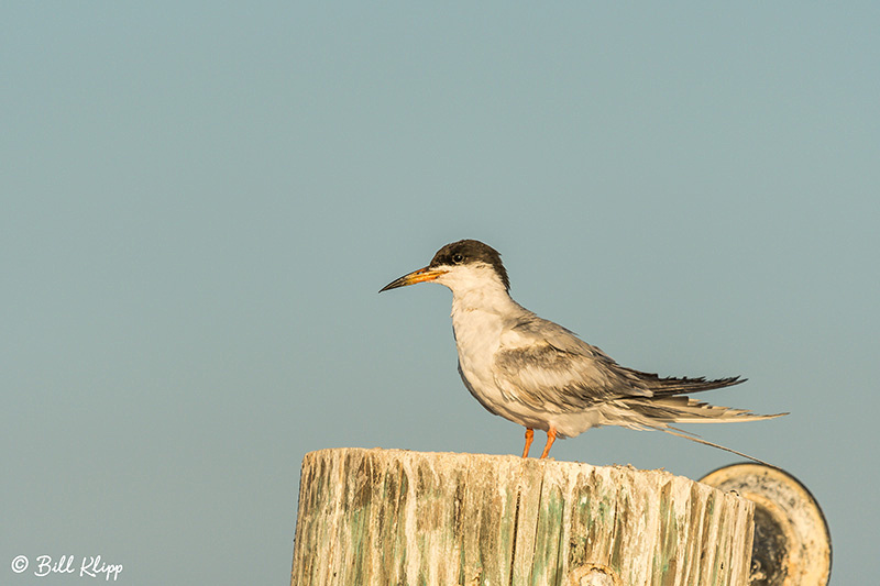 Common Tern, Discovery Bay, Photos by Bill Klipp