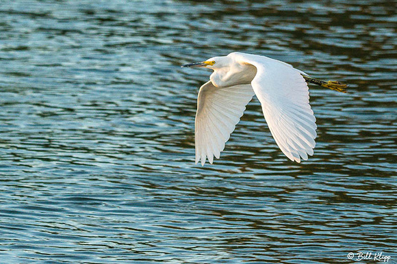 Snowy Egret, Discovery Bay, Photos by Bill Klipp