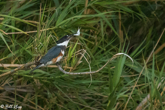 Belted Kingfisher, Discovery Bay, Photos by Bill Klipp