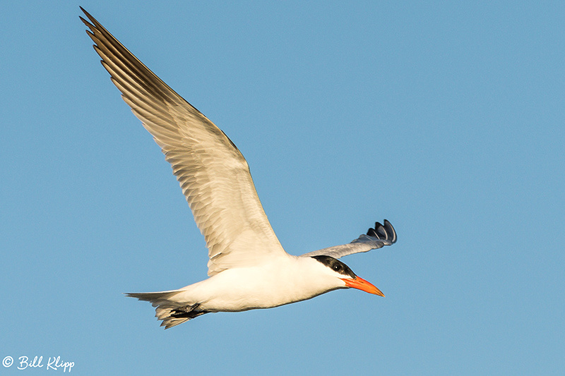 Caspian Tern, Discovery Bay, Photos by Bill Klipp