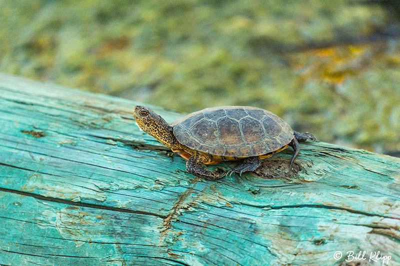 Discovery Bay, Photos by Bill Klipp