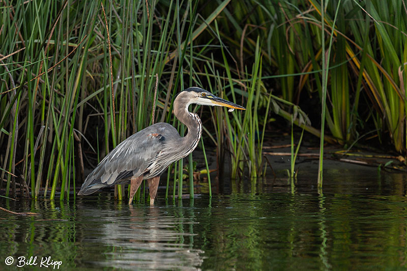 Great Blue Heron, Discovery Bay Photos by Bill Klipp