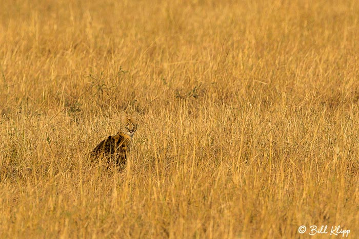 Serengeti National Park, Serian North Alex Walker Camp