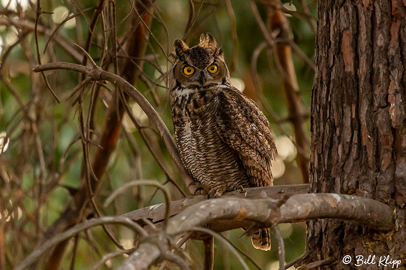 Great Horned Owl, Discovery Bay Photos by Bill Klipp