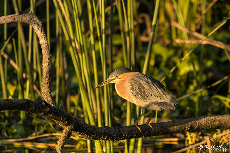 Green Heron, Discovery Bay Photos by Bill Klipp