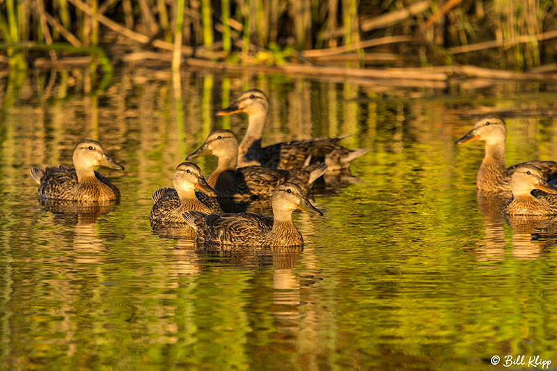 Mallard Ducks, Discovery Bay Photos by Bill Klipp