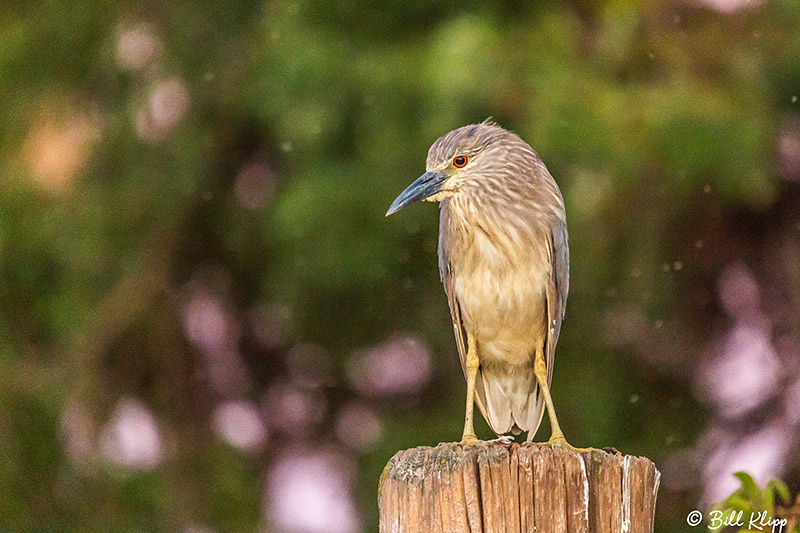 Black-Crowned Night Heron, Discovery Bay Photos by Bill Klipp