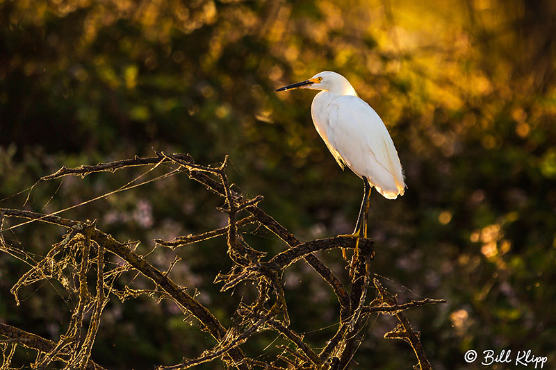 Snowy Egret, Discovery Bay Photos by Bill Klipp