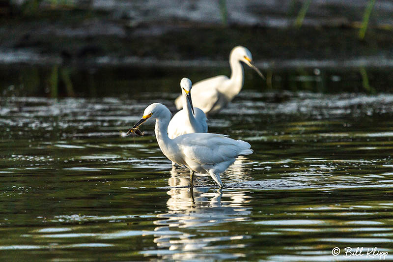 Snowy Egret, Discovery Bay Photos by Bill Klipp