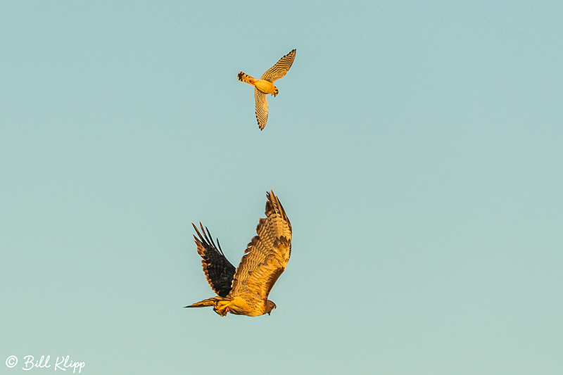 Swainson's Hawk, Discovery Bay, Photos by Bill Klipp