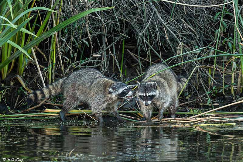 Raccoon, Discovery Bay Photos by Bill Klipp