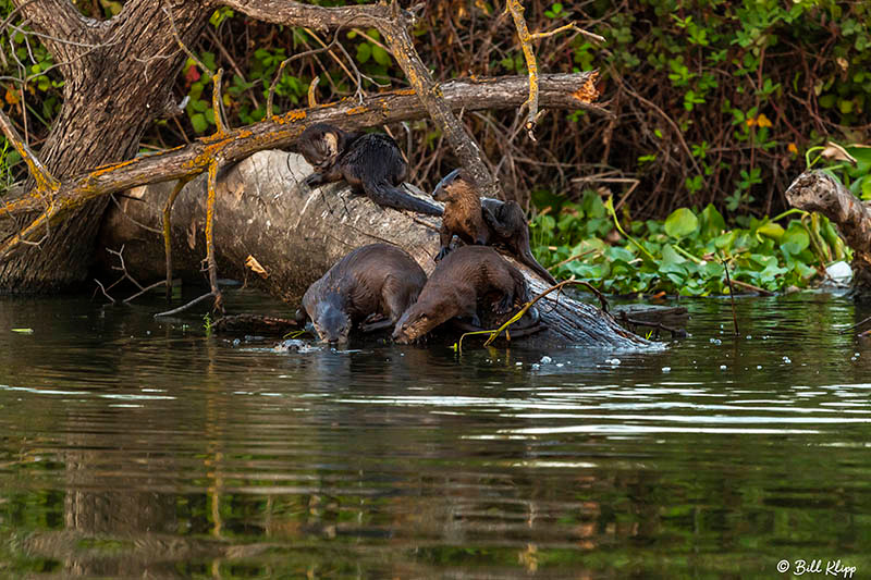 River Otters, Discovery Bay Photos by Bill Klipp