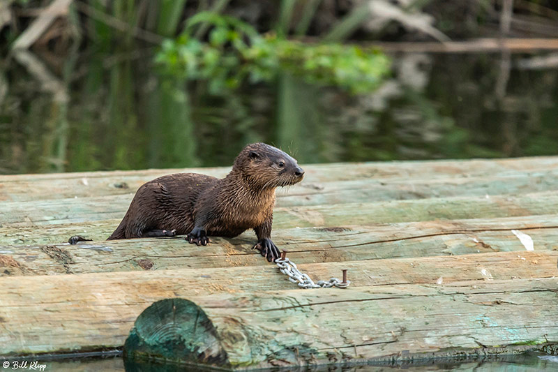 River Otters, Discovery Bay Photos by Bill Klipp