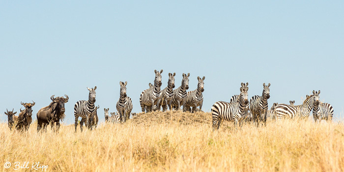 Serengeti National Park, Serian North Alex Walker Camp