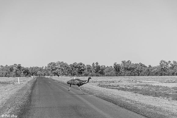 Peaceful Dove, Bowra Reserve, Cunnamulla, Australia, Photos by Bill Klipp