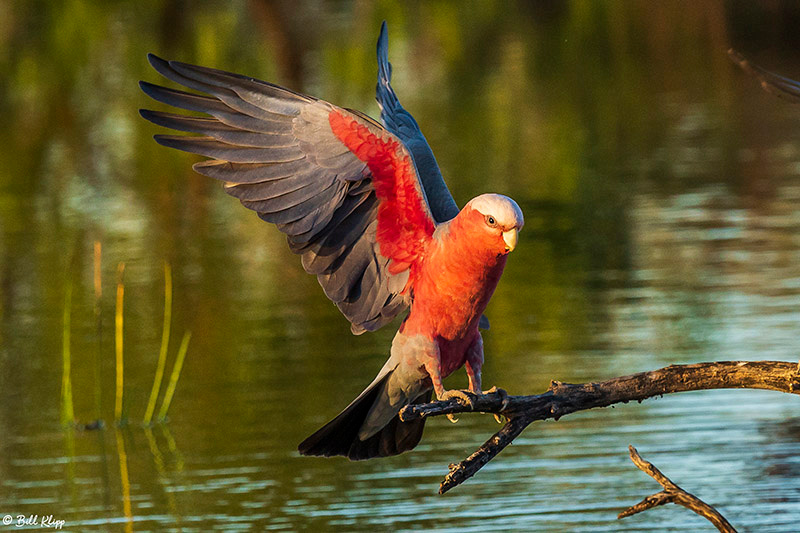 Galah, Bowra Reserve, Cunnamulla, Australia, Photos by Bill Klipp