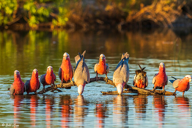 Galah, Bowra Reserve, Cunnamulla, Australia, Photos by Bill Klipp