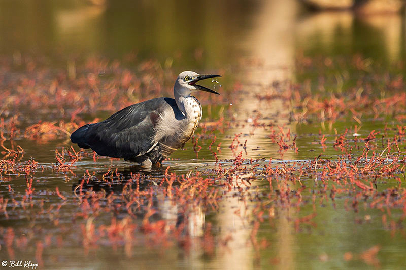 Pacific Heron / White Necked Heron, Bowra Reserve, Cunnamulla, Australia, Photos by Bill Klipp