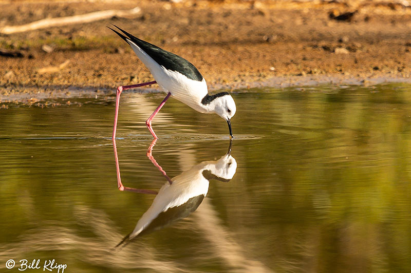 Pied Stilt, Bowra Reserve, Cunnamulla, Australia, Photos by Bill Klipp