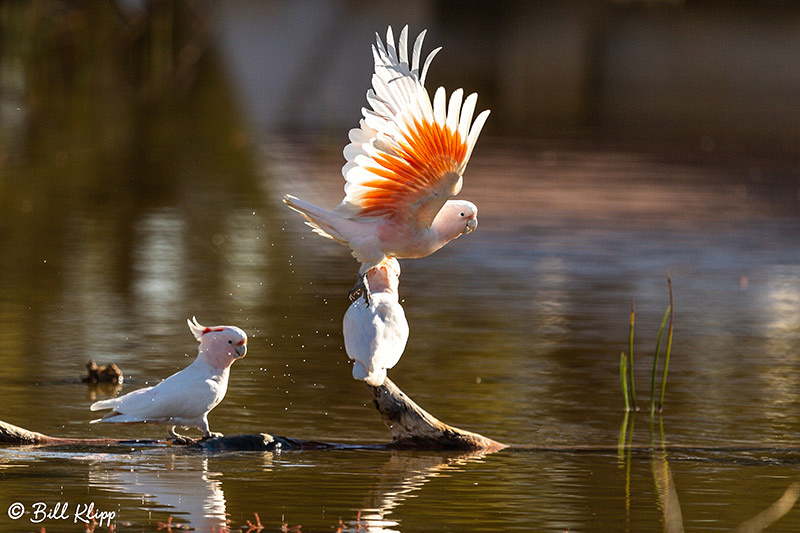 Pink Cockatoo - Major Michells Cockatoo, Bowra Reserve, Cunnamulla, Australia, Photos by Bill Klipp