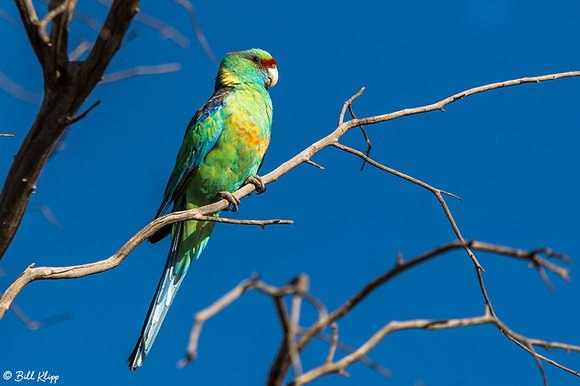 Ring Necked Parrot, Bowra Reserve, Cunnamulla, Australia, Photos by Bill Klipp