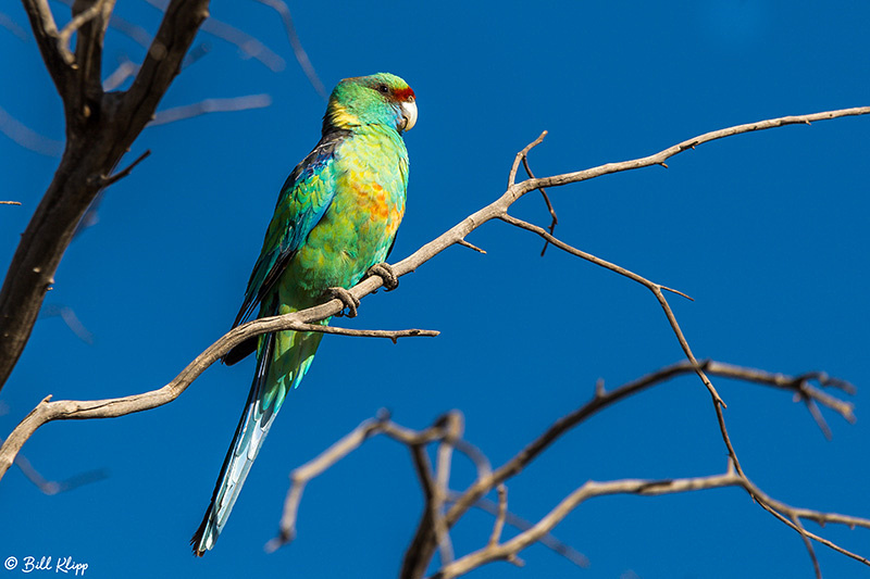 Ring Necked Parrot, Bowra Reserve, Cunnamulla, Australia, Photos by Bill Klipp