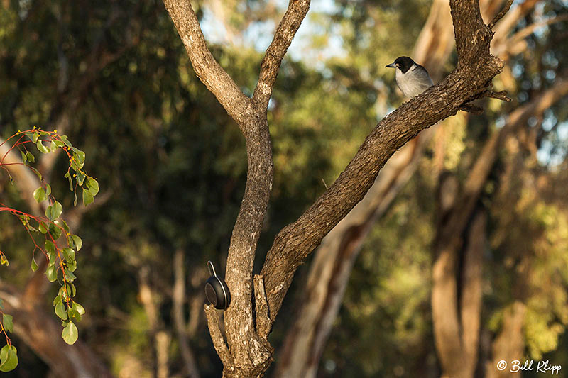 Mulga Parrot, Outback, Australia, Photos by Bill Klipp