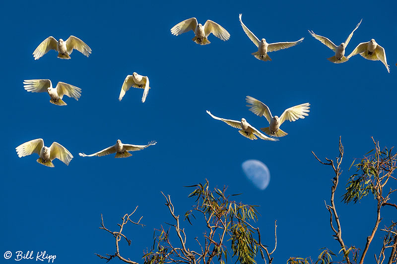 Little Corella, Broadwater Lake, Dalby, Australia, Photos by Bill Klipp