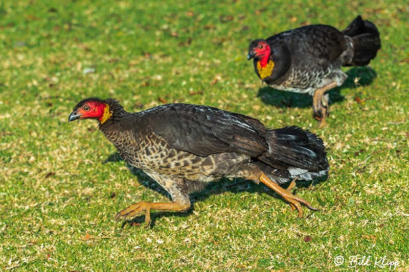 Brush Turkey, O'Reillys, Lamington National Park, Australia, Photos by Bill Klipp