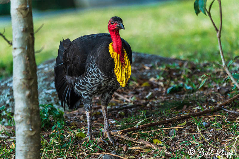 Brush Turkey, O'Reillys, Lamington National Park, Australia, Photos by Bill Klipp