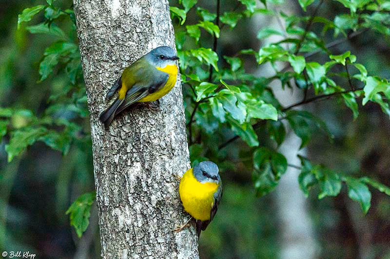 Eastern Yellow Robin, O'Reillys, Lamington National Park, Australia, Photos by Bill Klipp