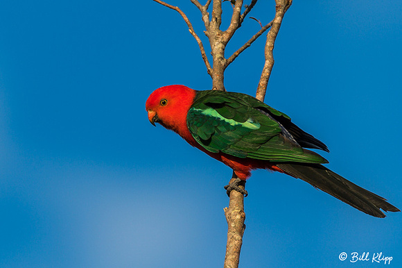 King Parrot, O'Reillys, Lamington National Park, Australia, Photos by Bill Klipp