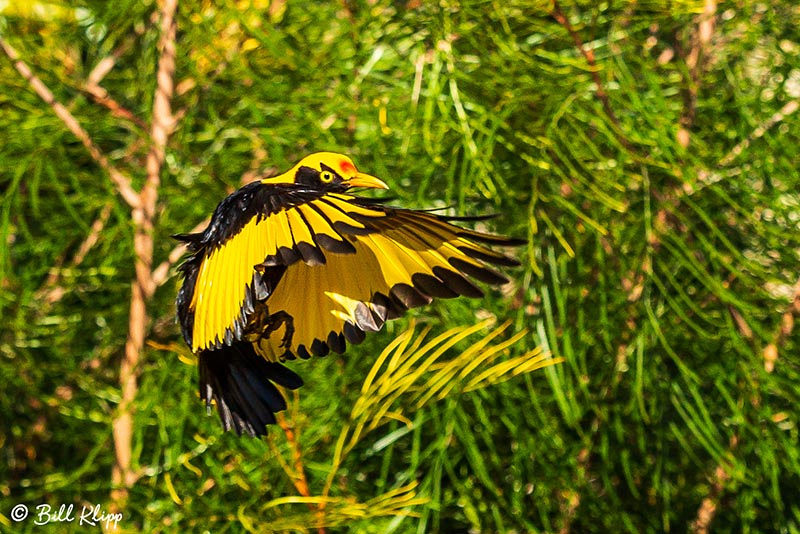 Regent Bowerbird, O'Reillys, Lamington National Park, Australia, Photos by Bill Klipp