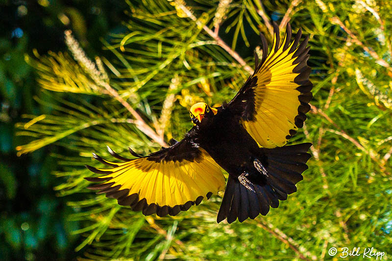 Regent Bowerbird, O'Reillys, Lamington National Park, Australia, Photos by Bill Klipp