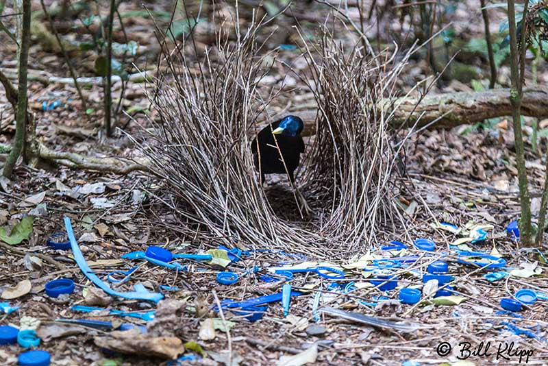 Satin Bowerbird, O'Reillys, Lamington National Park, Australia, Photos by Bill Klipp