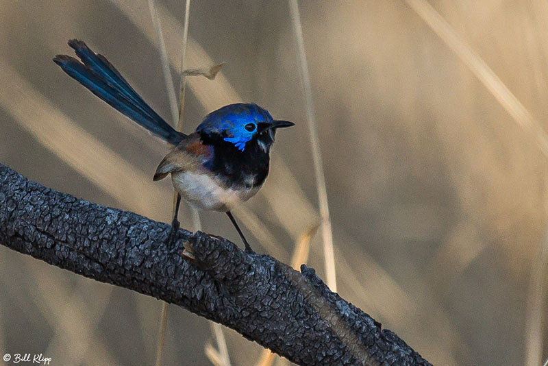 Variegated Fairywren, Outback, Australia, Photos by Bill Klipp