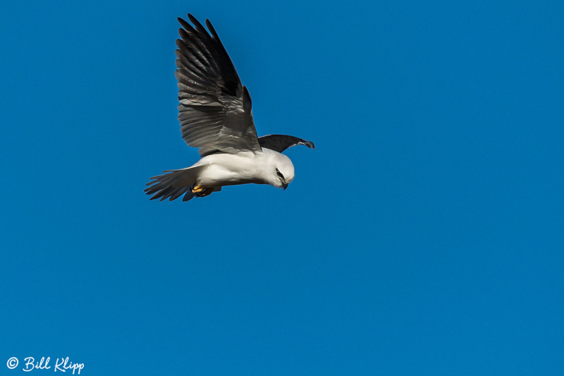 Black Shouldered Kite, Rangelands Australia, Photos by Bill Klipp