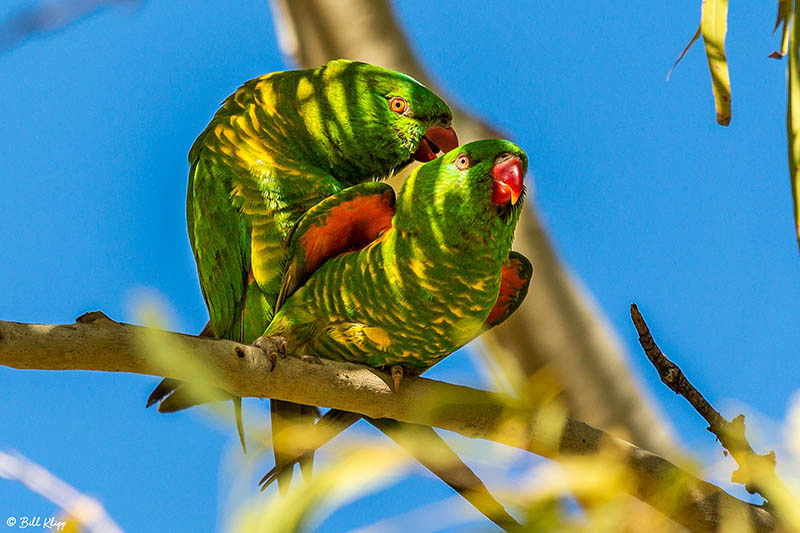 Scaly-Breasted Lorikeet, Goondiwindi, Australia, Photos by Bill Klipp