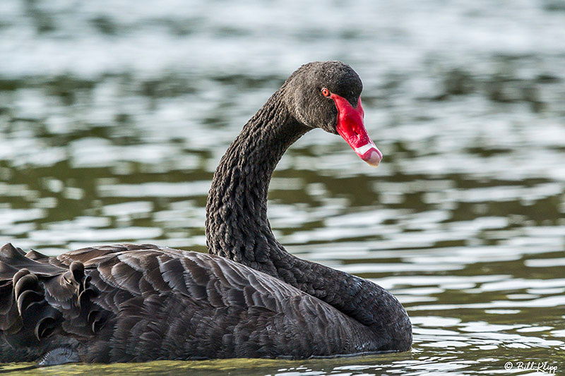 Black Swan, Bruny Island, Tasmania, Australia, Photos by Bill Klipp