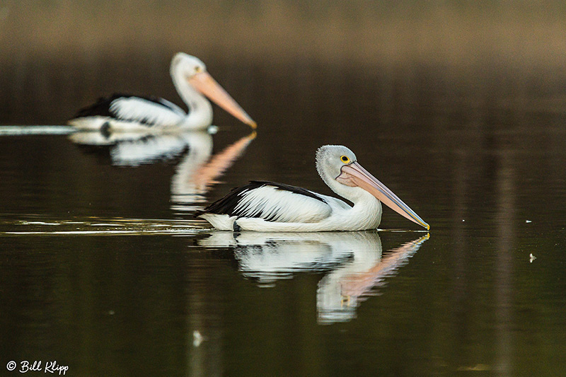 Australian Pelican, Goondiwindi, Australia, Photos by Bill Klipp