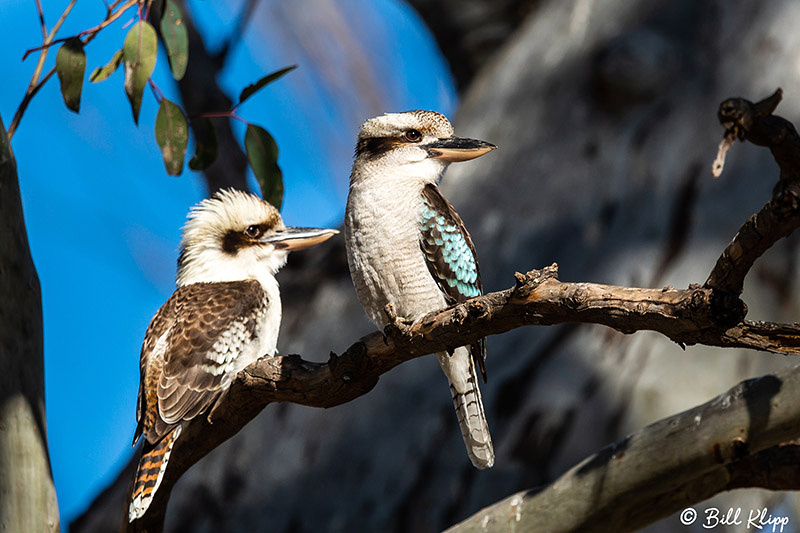 Laughing Kookkaburra, Warwick Australia, Photos by Bill Klipp