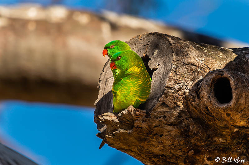 Scaly-Breasted Lorikeet, Warwick Australia, Photos by Bill Klipp