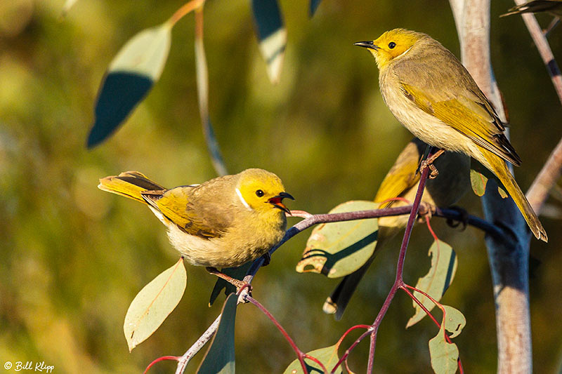 White plumed Honeyeater, Goondiwindi, Australia, Photos by Bill Klipp