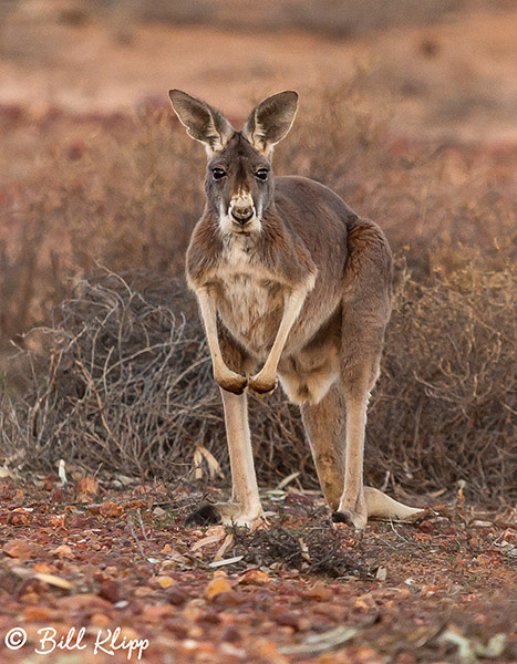 Red Grey Kangaroo, Bowra Reserve, Cunnamulla, Australia, Photos by Bill Klipp